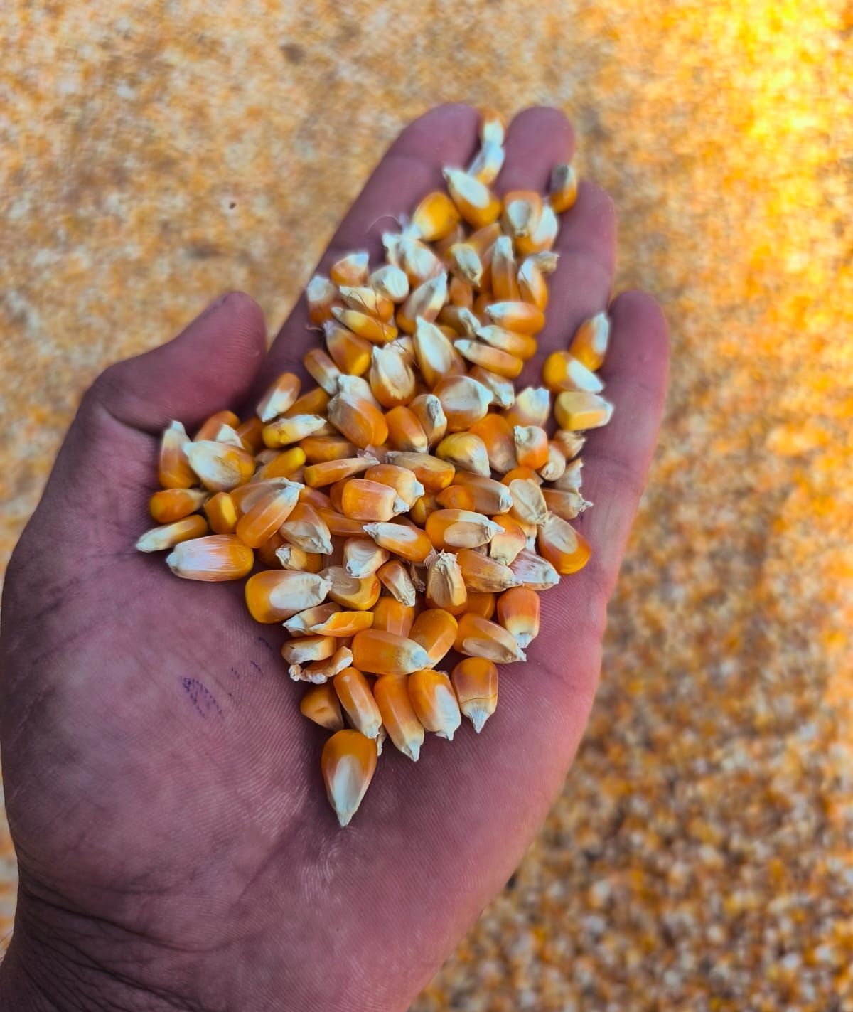 Yellow Maize Seeds