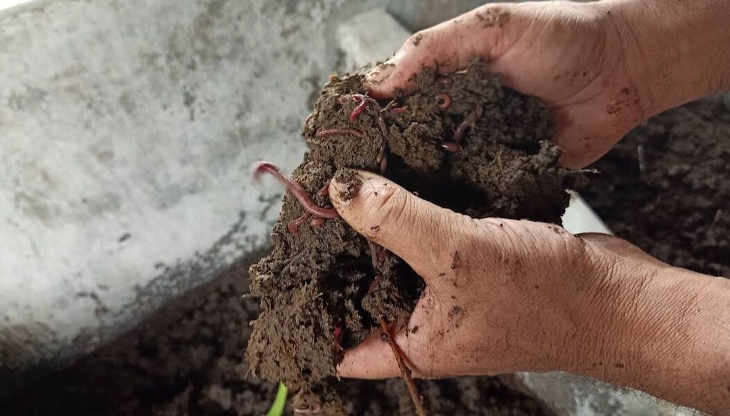 Vermicompost