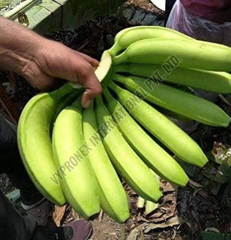 A Grade G9 Green Banana, Packaging Type : Carton Box