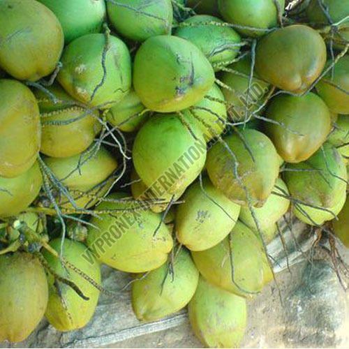 Green Tender Coconut