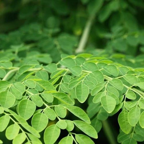 Fresh Moringa Leaves
