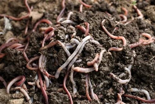 10kg High-Nutrient Cow Dung Vermicompost, Form : Crumbly