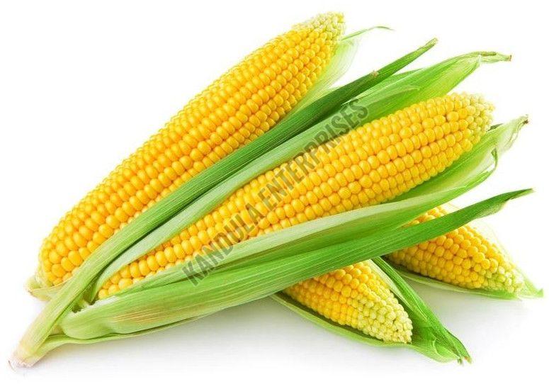Yellow Sweet Corn