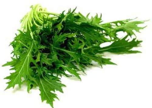 A Grade Fresh Mizuna Lettuce