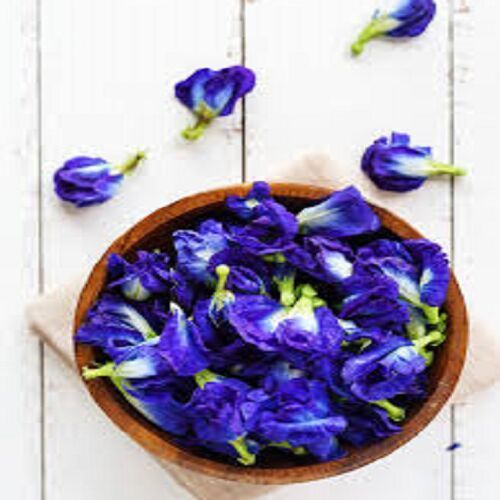 Blue Pea Butterfly Flower, Botanical Name : Clitoria Ternatea