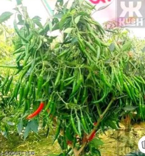 Organic Fresh Green Chilli for Spices, Cooking