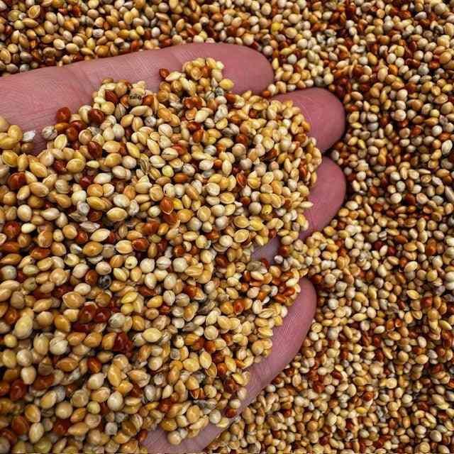Mixed Millet Seeds