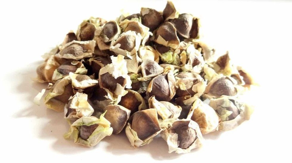 Agricultural Moringa Seeds