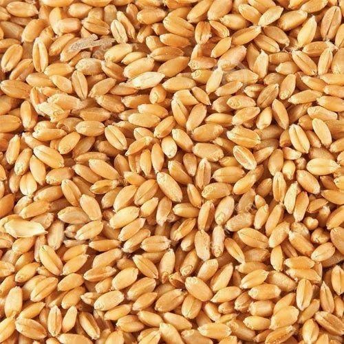 Natural Grain Wheat Seeds