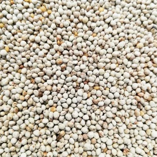 Premium Perilla Seeds