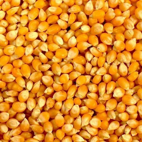 Yellow Maize Grain
