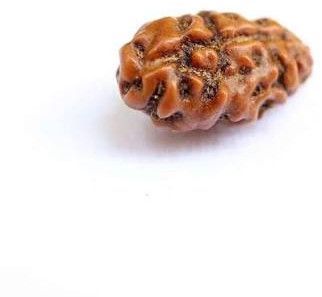 2 Mukhi Rudraksh Bead