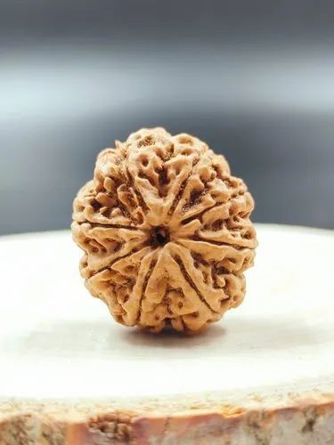 5 Mukhi Rudraksh Bead