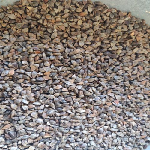 Natural Buckwheat Whole Seeds, Shelf Life : 12 Months