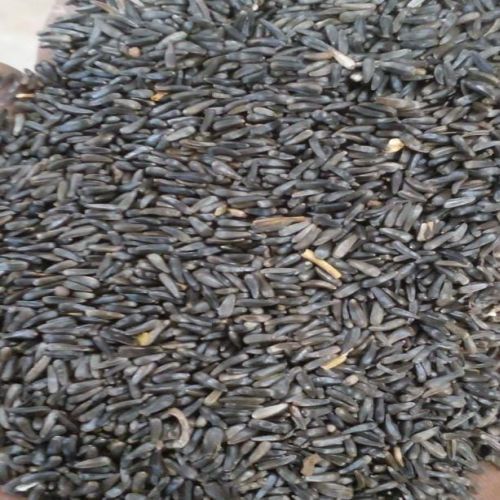 Natural Niger Seeds, Packaging Type : Gunny Bag Or PP Bag