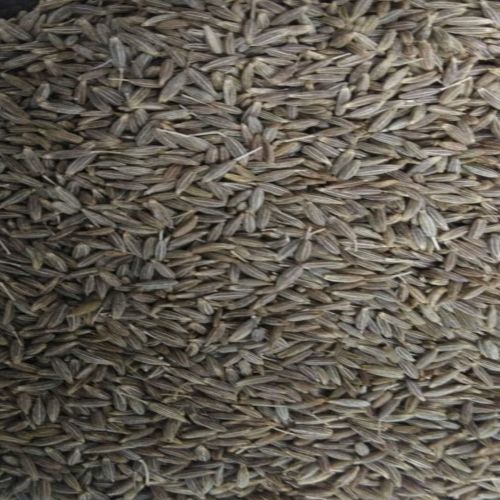Natural Greyish Brown Strong Aroma Cumin Seeds