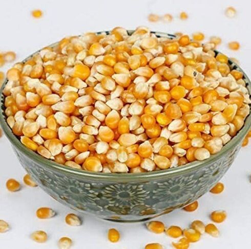 Dried Cleaned Yellow Maize, Packaging Type : PP Bag 99%