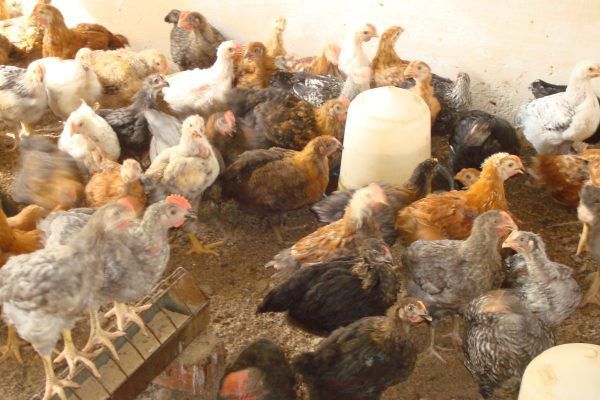 1 Month Old Color Boiler Breed Chicks