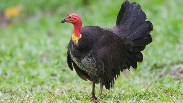 Black Turkey Poultry Chicks
