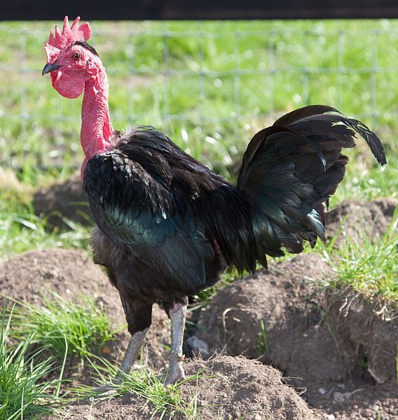 naked neck breed chicken