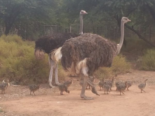 Ostrich Bird Chicks