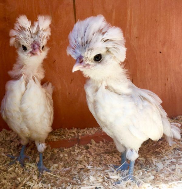 Polish Breed Chicks