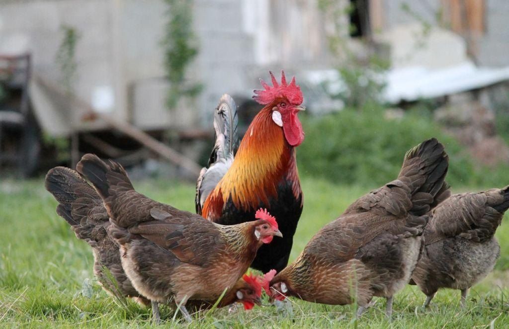Pure Country Nati Chicken Chicks