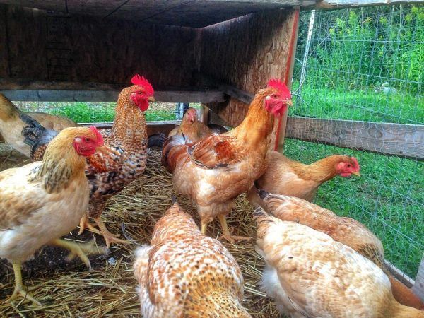 Rajashree Breed Chicks