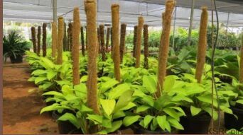 Coir Pole, Color : Brown