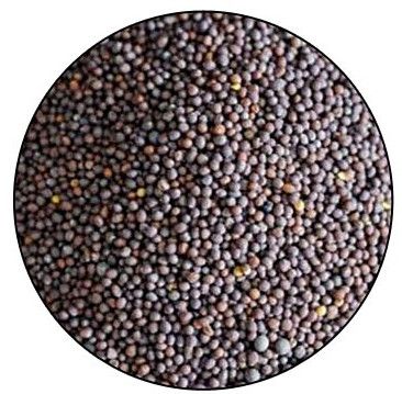 Black Mustard Seeds