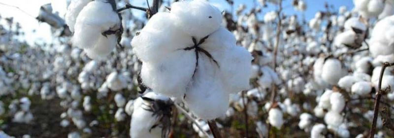 Indian Raw Cotton