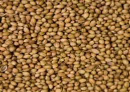 Coriander Seeds