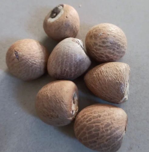 Brown Dry Areca Nuts