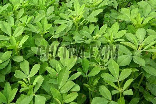 Fresh Fenugreek Leaves