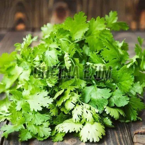 Fresh Coriander Leaves