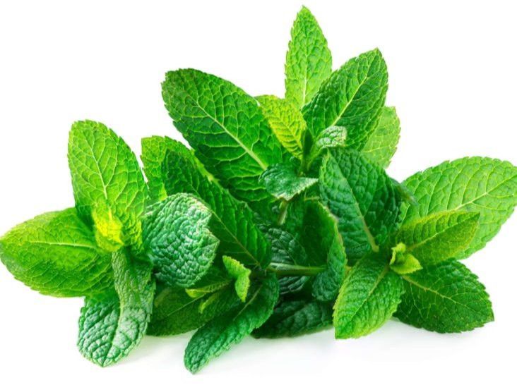 Fresh Mint Leaves