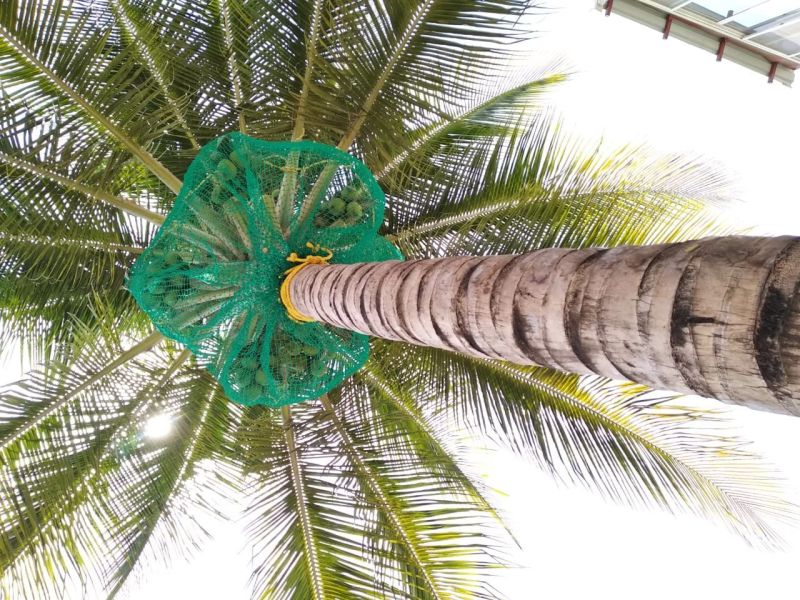 Coconut Tree Safety Net