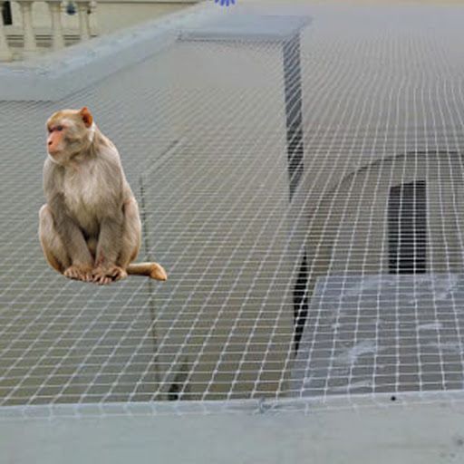 Monkey Safety Net