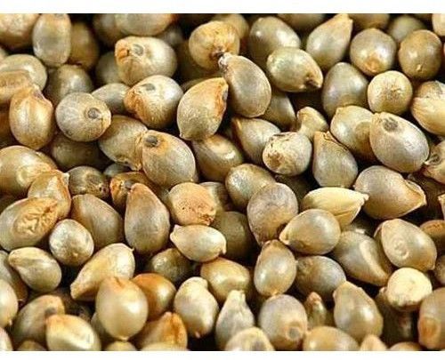 GG Gold Bajra Seeds