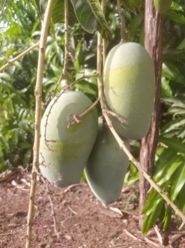 Fresh Kesar Mango