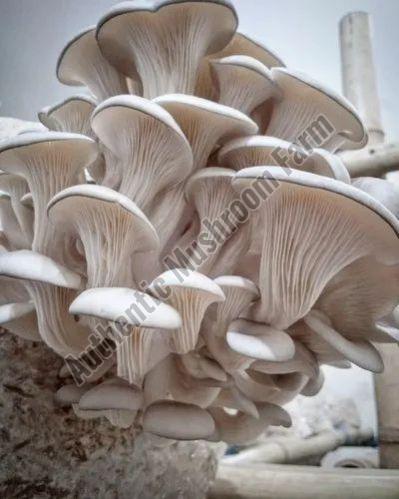 Fresh Oyster Mushroom