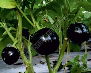 Black Beauty Brinjal Seeds