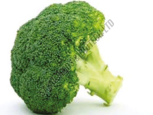 F1-Brocoli Vinay Cabbage Seeds