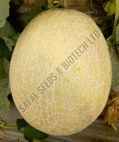 F1-Jumbo Muskmelon Seeds