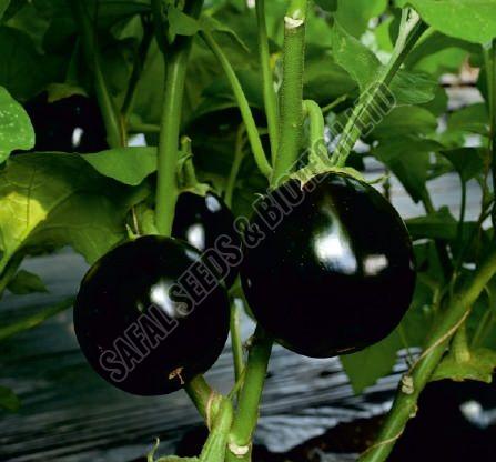 F1-Rohan Brinjal Seeds