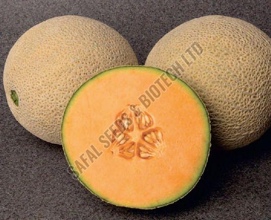 F1-Roshan Muskmelon Seeds