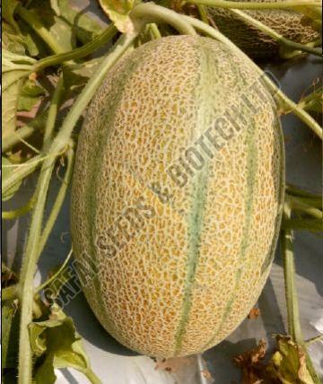 F1-Safai Gold Muskmelon Seeds