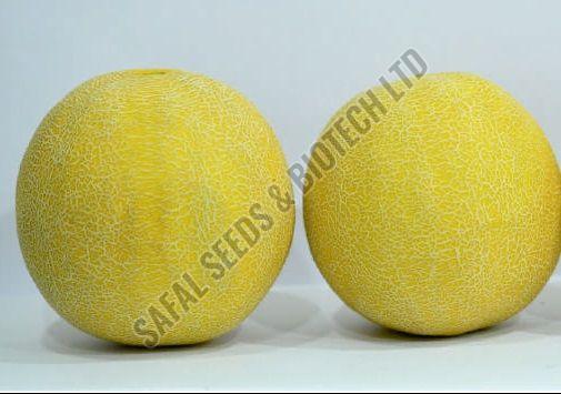 F1 SSB 107 Muskmelon Seeds