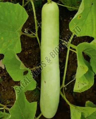 F1-SSB 145 Bottle Gourd Seeds