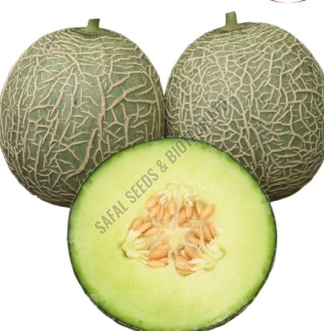 F1-SSB 22 Muskmelon Seeds